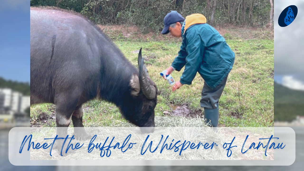 Meet the buffalo Whisperer of Lantau